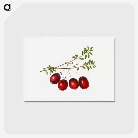 3-29_USDA-Watercolor-Fruit-Painting-Collection_hagaki