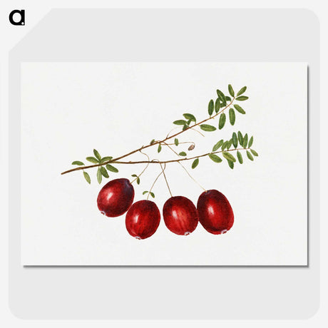 3-29_USDA-Watercolor-Fruit-Painting-Collection_picture-crop