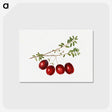3-29_USDA-Watercolor-Fruit-Painting-Collection_postcard