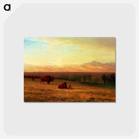 アートポストカード-Buffalo on the Plains - アルバート ビアスタット Postcard.