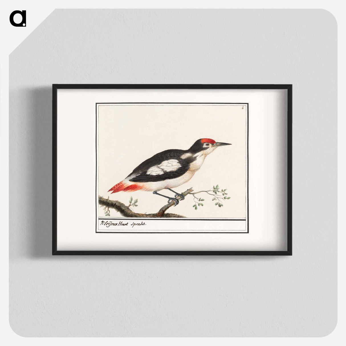 Lesser spotted woodpecker - アンセルムス ボエティウス デ ブート Poster.