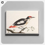Lesser spotted woodpecker - アンセルムス ボエティウス デ ブート Canvas.