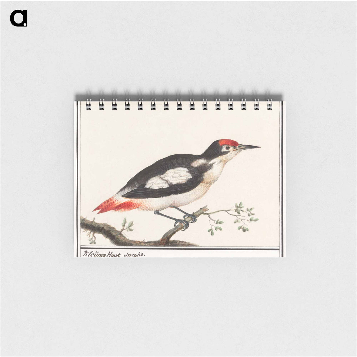 Lesser spotted woodpecker - アンセルムス ボエティウス デ ブート Memo.