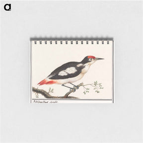アートメモ帳-Lesser spotted woodpecker - アンセルムス ボエティウス デ ブート Memo.