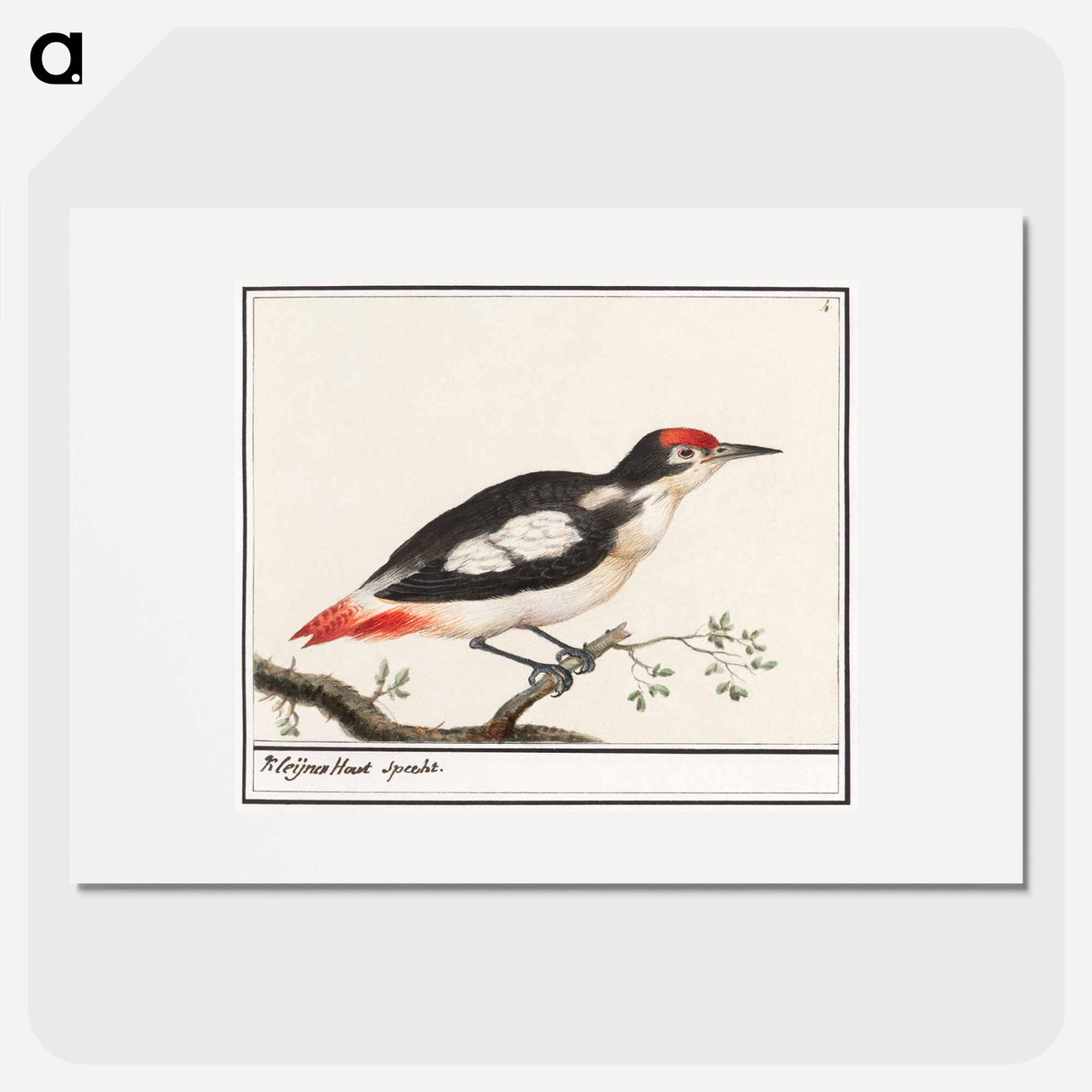 Lesser spotted woodpecker - アンセルムス ボエティウス デ ブート Poster.