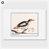 Lesser spotted woodpecker - アンセルムス ボエティウス デ ブート Poster.