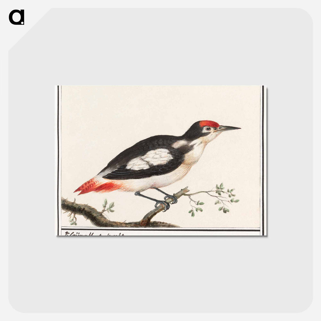 Lesser spotted woodpecker - アンセルムス ボエティウス デ ブート Postcard.