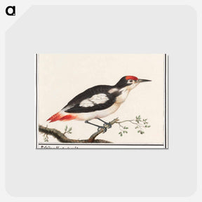 アートポストカード-Lesser spotted woodpecker - アンセルムス ボエティウス デ ブート Postcard.