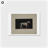 アートポストカード-Trotting Horse Skeleton
 - エドワード マイブリッジ Postcard.