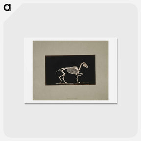 アートポストカード-Trotting Horse Skeleton
 - エドワード マイブリッジ Postcard.