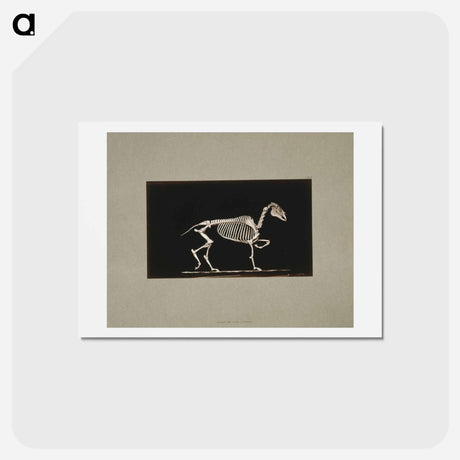 アートポストカード-Trotting Horse Skeleton
 - エドワード マイブリッジ Postcard.