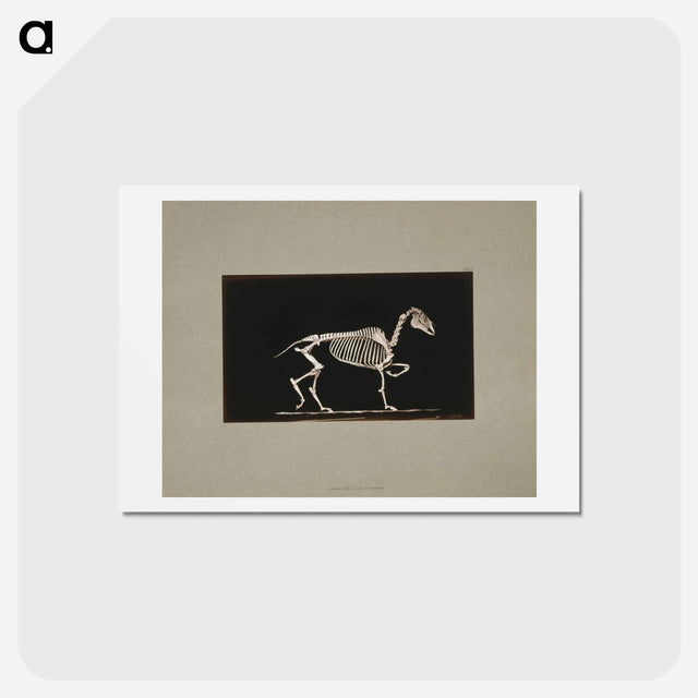 アートポストカード-Trotting Horse Skeleton
 - エドワード マイブリッジ Postcard.