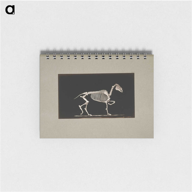 3-2_Eadweard-Muybridge_memo