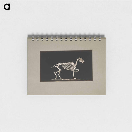 アートメモ帳-Trotting Horse Skeleton
 - エドワード マイブリッジ Memo.