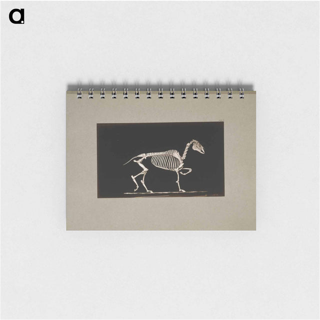 アートメモ帳-Trotting Horse Skeleton
 - エドワード マイブリッジ Memo.