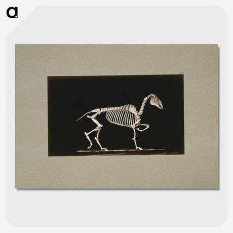 3-2_Eadweard-Muybridge_picture-crop