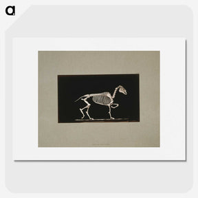 3-2_Eadweard-Muybridge_picture