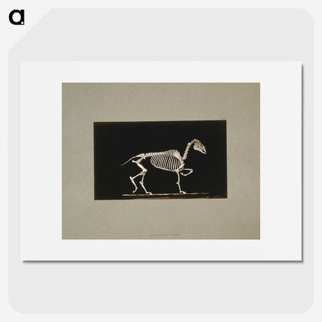 3-2_Eadweard-Muybridge_picture