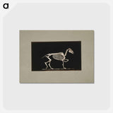 アートポストカード-Trotting Horse Skeleton
 - エドワード マイブリッジ Postcard.
