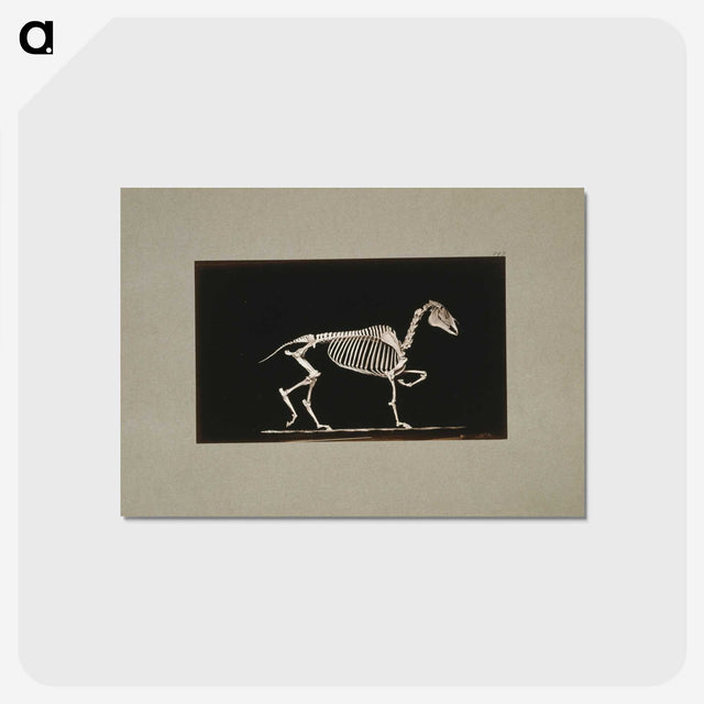 3-2_Eadweard-Muybridge_postcard