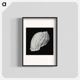 Vintage shell marine life illustration - エルンスト ヘッケル Poster.