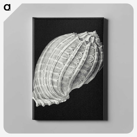 3-2_Ernst-Haeckel_canvas