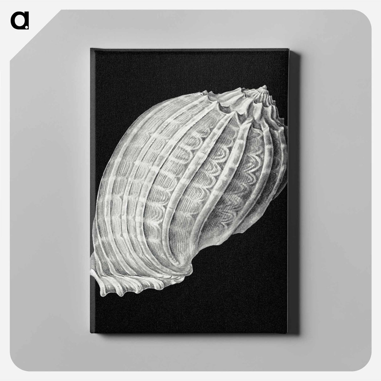 Vintage shell marine life illustration - エルンスト ヘッケル Canvas.