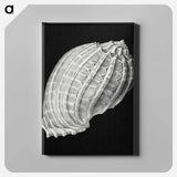 Vintage shell marine life illustration - エルンスト ヘッケル Canvas.