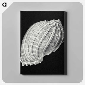 アートパネル-Vintage shell marine life illustration - エルンスト ヘッケル Canvas.