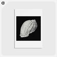 アートポストカード-Vintage shell marine life illustration - エルンスト ヘッケル Postcard.