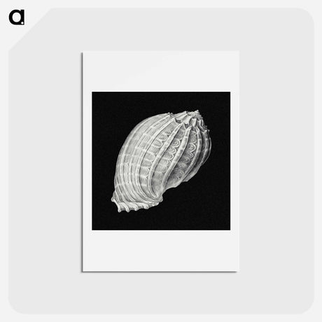 アートポストカード-Vintage shell marine life illustration - エルンスト ヘッケル Postcard.