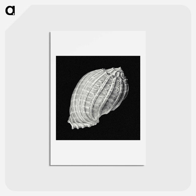 アートポストカード-Vintage shell marine life illustration - エルンスト ヘッケル Postcard.
