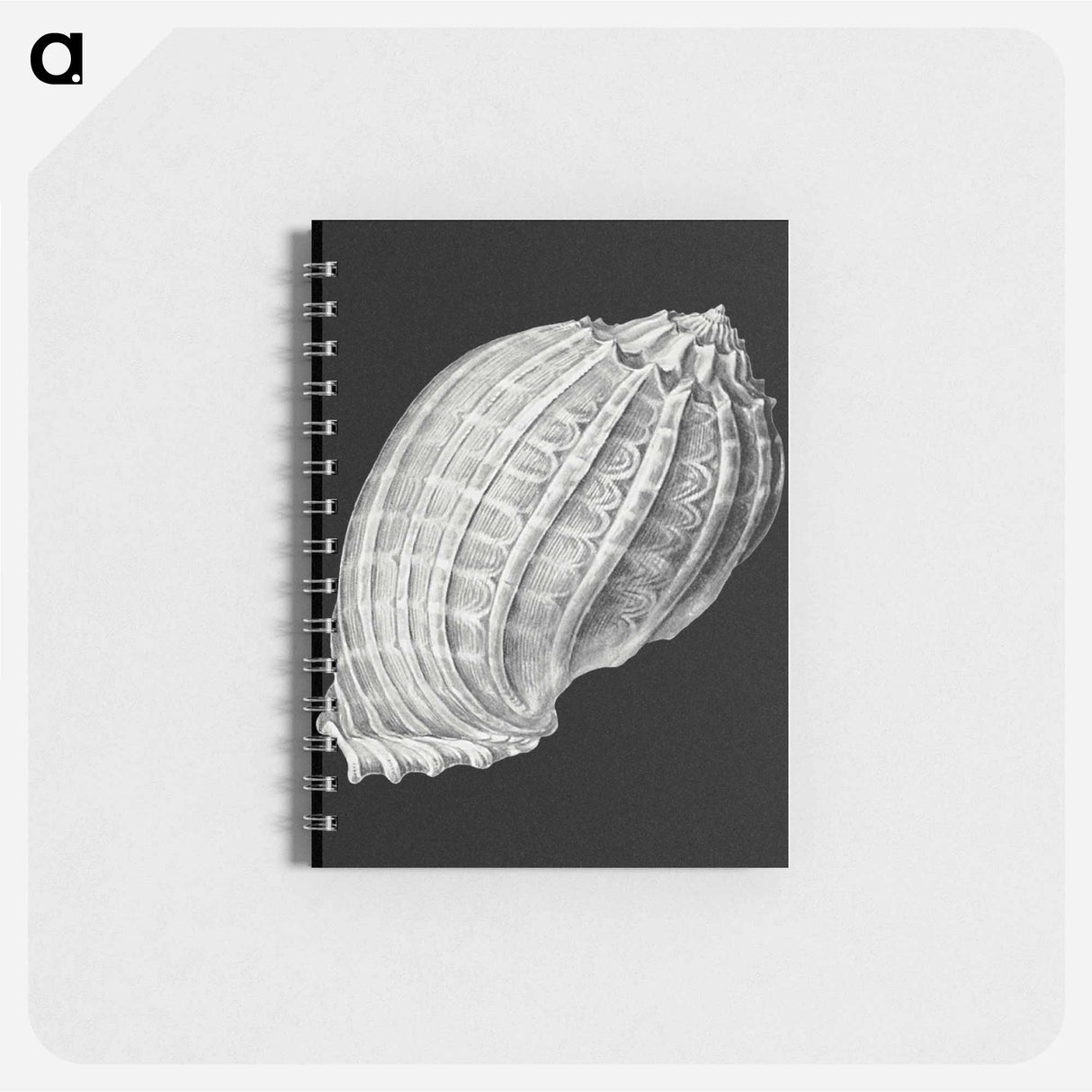 アートメモ帳-Vintage shell marine life illustration - エルンスト ヘッケル Memo.