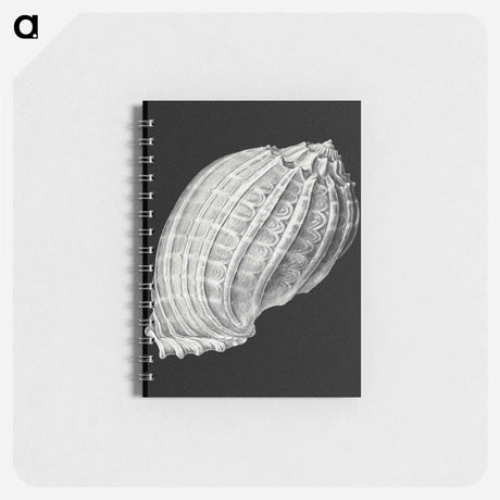 アートメモ帳-Vintage shell marine life illustration - エルンスト ヘッケル Memo.