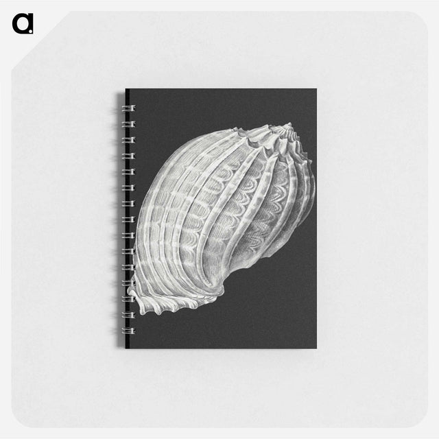 アートメモ帳-Vintage shell marine life illustration - エルンスト ヘッケル Memo.