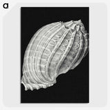 3-2_Ernst-Haeckel_picture-crop
