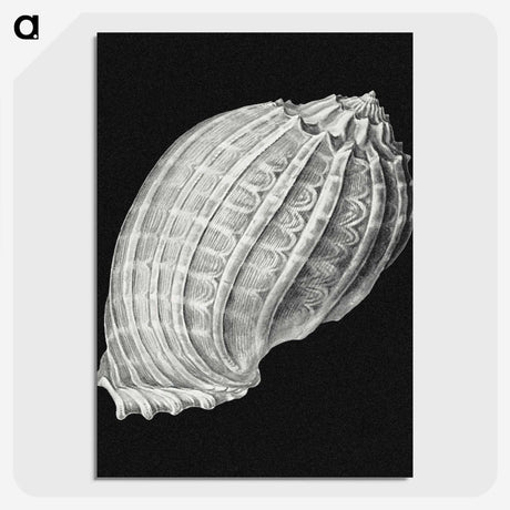 3-2_Ernst-Haeckel_picture-crop