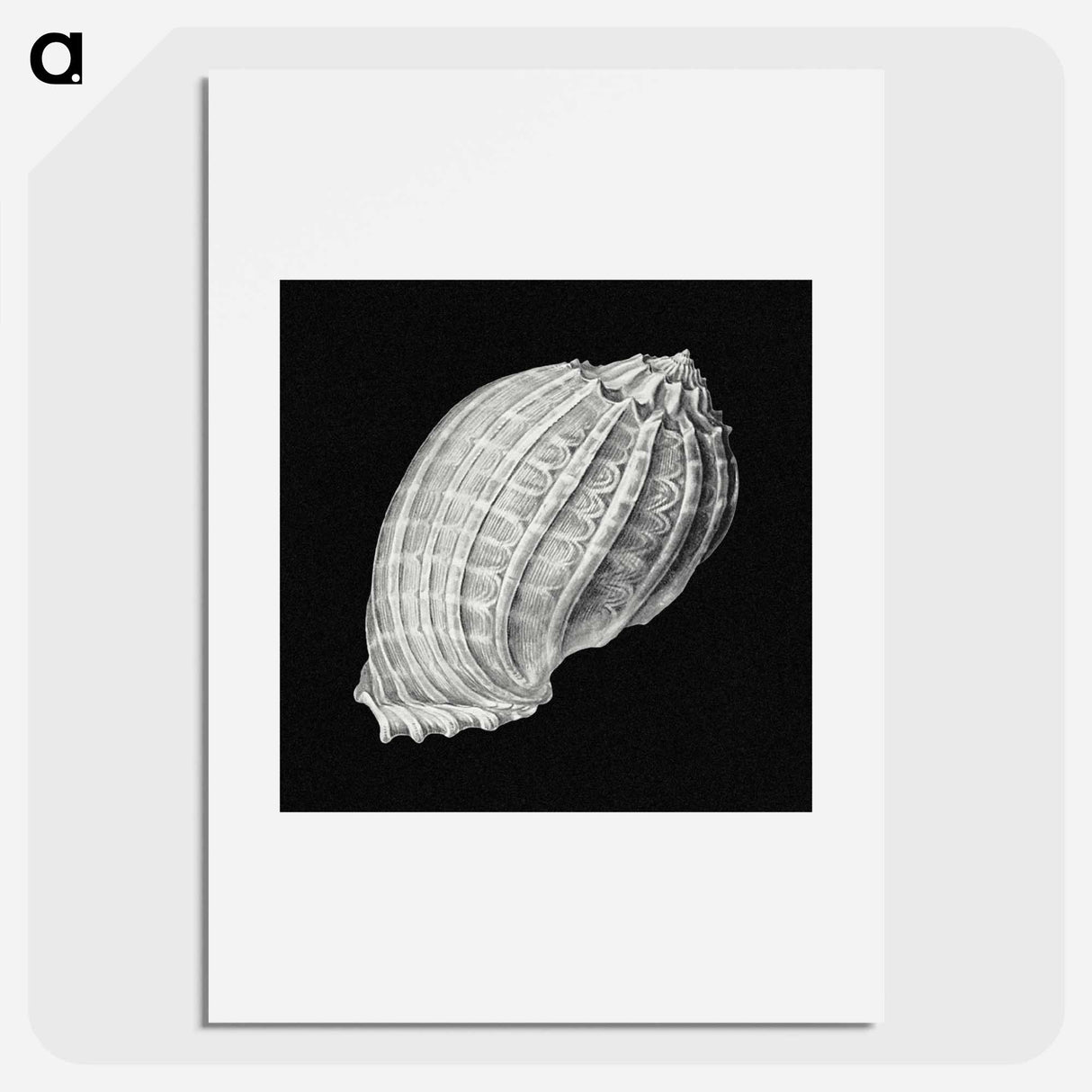 Vintage shell marine life illustration - エルンスト ヘッケル Poster.