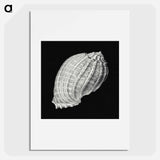 Vintage shell marine life illustration - エルンスト ヘッケル Poster.