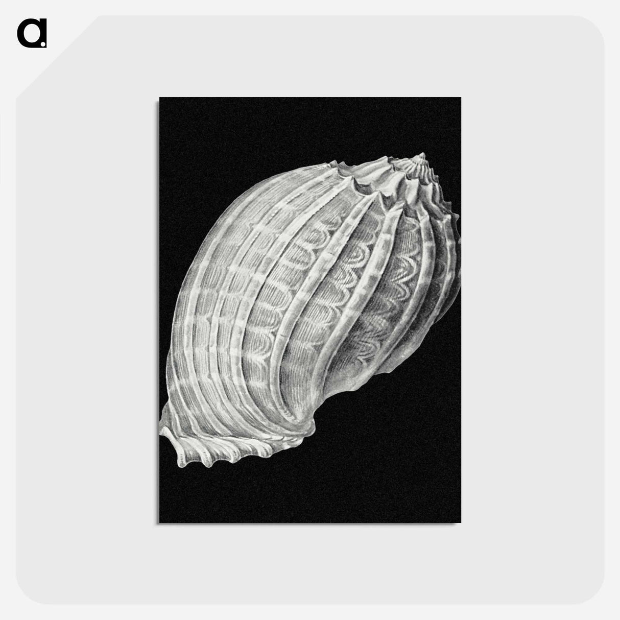 アートポストカード-Vintage shell marine life illustration - エルンスト ヘッケル Postcard.