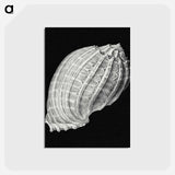 アートポストカード-Vintage shell marine life illustration - エルンスト ヘッケル Postcard.