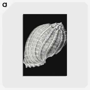 3-2_Ernst-Haeckel_postcard