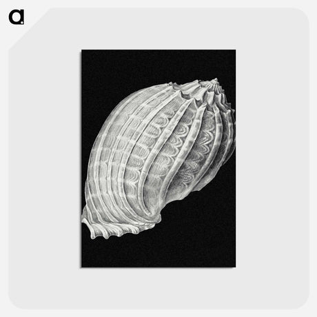 アートポストカード-Vintage shell marine life illustration - エルンスト ヘッケル Postcard.