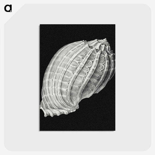 3-2_Ernst-Haeckel_postcard