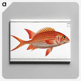3-2_Ichtyologie-ou-Histoire-naturelle_canvas