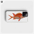 3-2_Ichtyologie-ou-Histoire-naturelle_phone