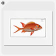 3-2_Ichtyologie-ou-Histoire-naturelle_picture