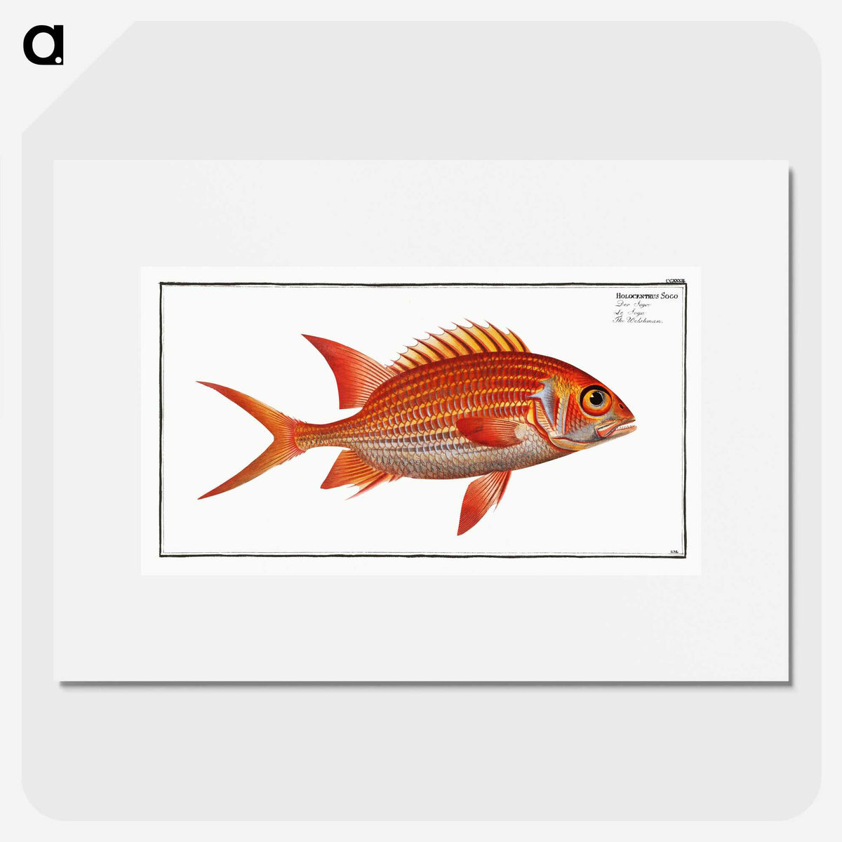 3-2_Ichtyologie-ou-Histoire-naturelle_picture