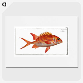 3-2_Ichtyologie-ou-Histoire-naturelle_picture