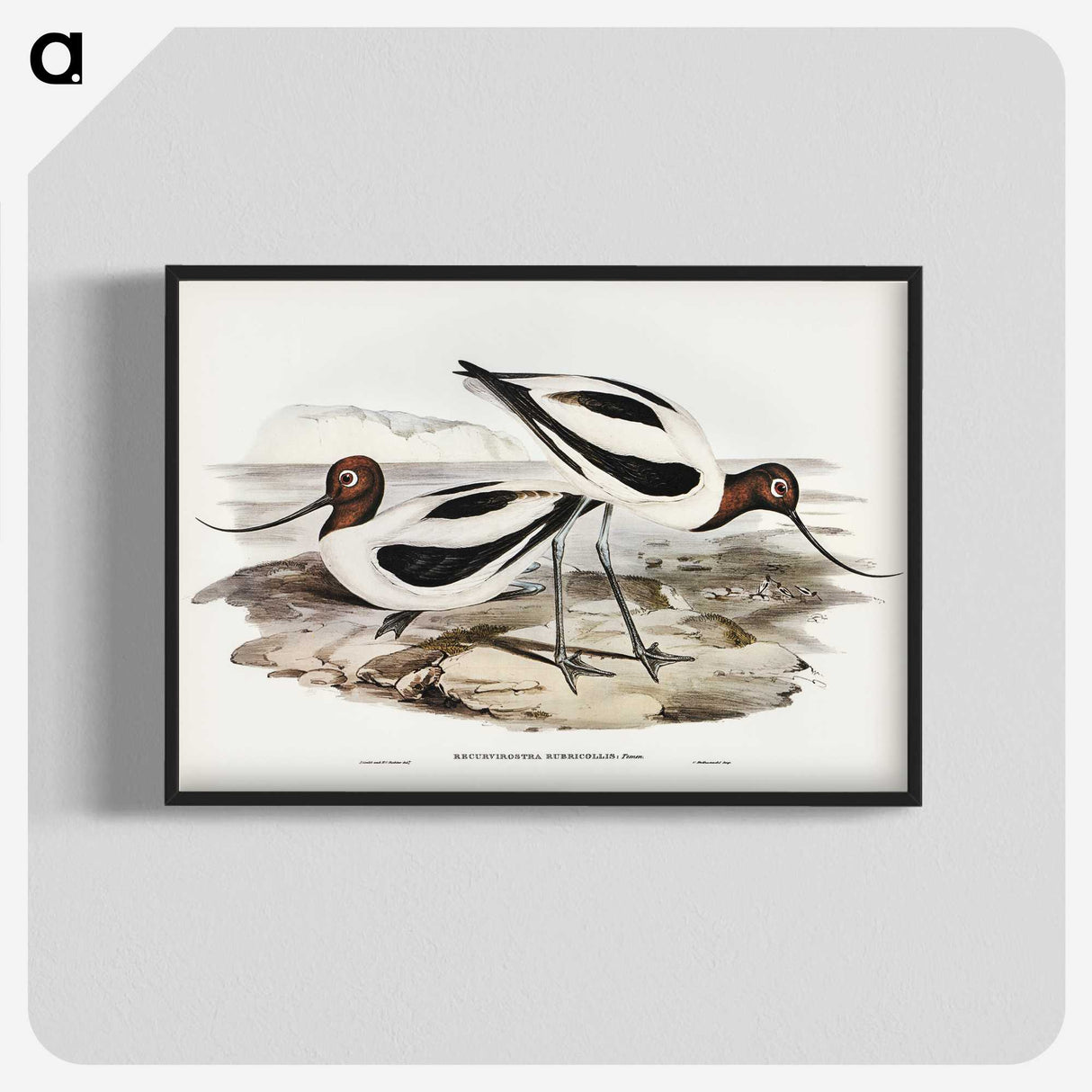 3-2_John-Gould_blk-crop